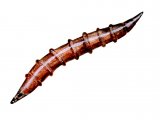 Illustration of Horsefly Larvae (#2406)
