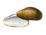 Illustration of Horse Mussel (Modiolus modiolus) (#1901)