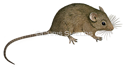Illustration of House Mouse (Mus musculus) (#4294)