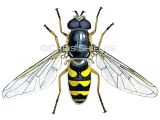 Illustration of Hoverfly (Common Banded) Syrphus ribesii (#1115)