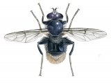 Illustration of Hoverfly (male) (Criorhina ranunculi) (#2535)