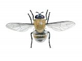 Illustration of Hoverfly (female) (Criorhina berina) (#2538)