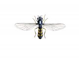 Illustration of Hoverfly (female) (Melanoctoma scalare) (#2556)