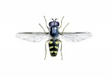 Illustration of Hoverfly (male) (Dasysyrphus albostriatus) (#2552)