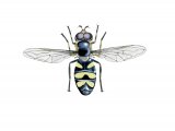 Illustration of Hoverfly (male) (Didea fusciata) (#2544)