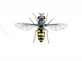 Illustration of Hoverfly (male) (Eupeodes corollae) (#2546)