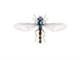 Illustration of Hoverfly (male) (Melanoctoma scalare)  (#2553)