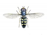Illustration of Hoverfly (male) (Scaeva selenitiea) (#2547)