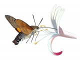Illustration of Hummingbird Hawkmoth (Macroglossum stellatarum) (#1894)