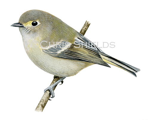 Illustration of Hutton's Vireo (Vireo huttoni) (#4642)
