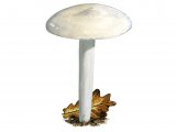 Illustration of Hygrophorus cossus (#3857)