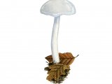 Illustration of Hygrophorus eburneus (Ivory Woodwax) (#3859)