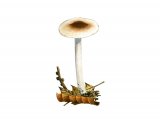 Illustration of Hygrophorus mesotephrus (Ashen Woodwax) (#3833)