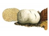 Illustration of Hymenogaster olivaceus (#1967)