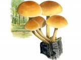 Illustration of Hypholoma fasciculare (Sulphur Tuft) (#2028)