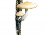 Illustration of Hypsizygus ulmarius (Elm Leech) (#3933)