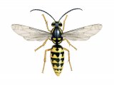 Illustration of German Wasp male (Vespula germanica) (#4107)