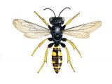 Illustration of Digger Wasp  female (Crabro cribrarius) (#3184)