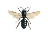 Illustration of Black Mining Bee (Andrena pilipes) (#2986)