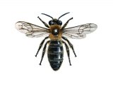 Illustration of Communal Mining Bee (Andrena carantonica) (#3212)