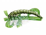 Illustration of Caddis Fly larvae (Polycentropus) (#3128)