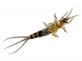 Illustration of Mayfly or Greendrake Nymph (Ephemera) (#3130)