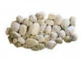 Illustration of Flea Pupae (#4097)