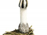 Illustration of Lysurus cruciatus (#1934)