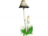 Illustration of Coprinus comatus (Shaggy Inkcap) (#1478)
