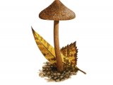 Illustration of Inocybe calospora (#3560)