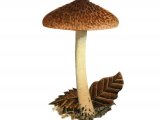 Illustration of Inocybe flocculosa (Fleecy Fibrecap) (#3548)