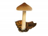 Illustration of Inocybe langei (#3544)