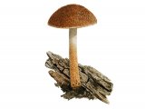 Illustration of Inocybe leptophylla (#3553)