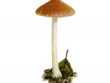 Illustration of Inocybe mixtilis (#3564)