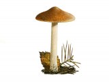 Illustration of Inocybe pelargonium (#3463)