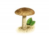 Illustration of Inocybe pruinosa (#3470)
