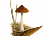 Illustration of Inocybe posterula (#3570)
