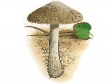 Illustration of Inocybe serotina (#3538)