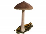 Illustration of Inocybe tabacina (#3566)
