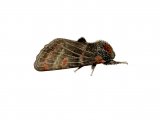 Illustration of Iron Prominent (Notodonta dromedarius) (#2481)