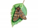 Illustration of Iron Prominent (Notodonta dromedarius) (#2482)