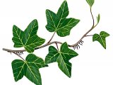 Illustration of Ivy (Hedera helix (#3255)