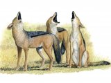 Illustration of Jackal (Black-backed) Canis mesomelas (#1324)