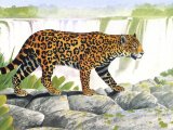 Illustration of Jaguar (Panthera onca) (#1090)