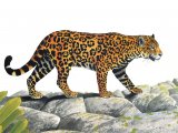 Illustration of Jaguar (Panthera onca) (#1657)