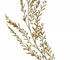 Illustration of Japanese wireweed (Sargassum muticum) (#4239)