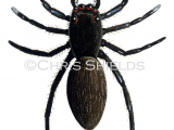 Illustration of Jumping Spider (Euophrys frontalis) (#1523)