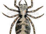 Illustration of Jumping Spider (Europhrys falcata) (#2919)