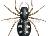 Illustration of Jumping Spider (Heliophanus copreus) (#2924)