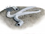 Illustration of Keel Worm, (Spirobranchus sp.) (#4276)